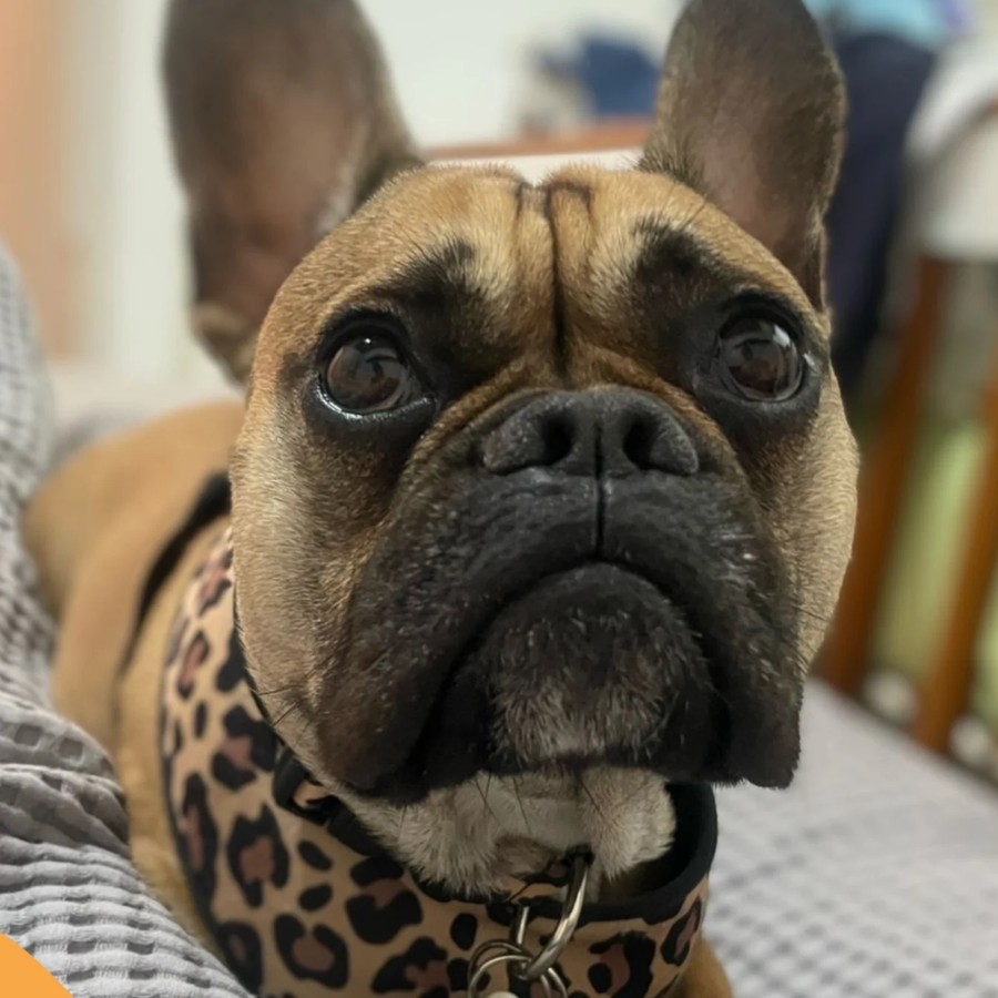 Moicca Instagram